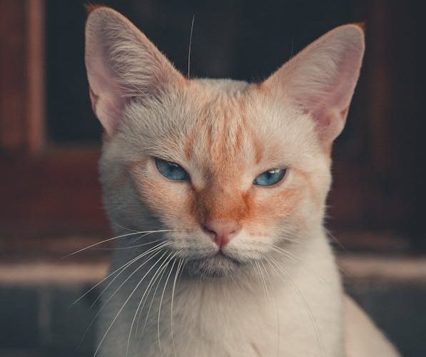 Navigating the Feline Fray: Understanding and Managing Cat-to-Cat Confrontations
