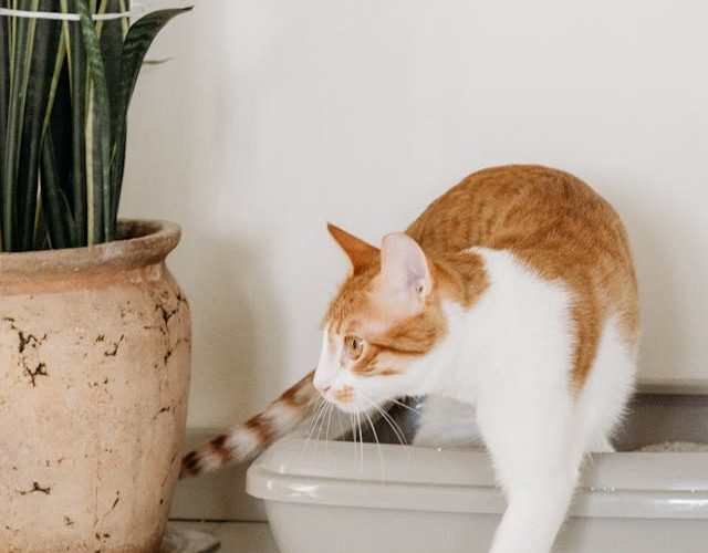 Addressing Cat Litter Box Issues: A Guide to Keeping Your Feline Friend Happy and Healthy