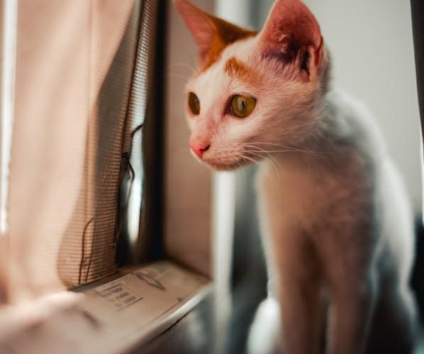 Welcoming Your Whiskered Wonder: A Guide to Caring for Your New Pet Cat