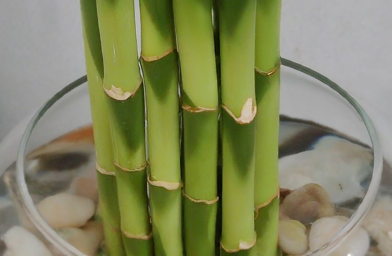 The Alluring Allure of Lucky Bamboo: Symbolism and Simple Care