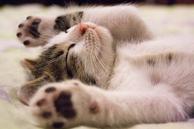 The Purrfect Addition: Why Bringing a Cat Home Can Enhance Your Life