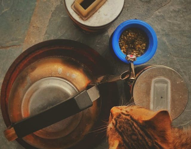 The Best Types of Food for Your Cat: A Comprehensive Guide