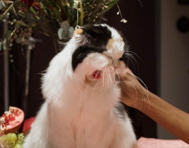 Should You Meow-ry? A Guide to Cat Sneezes
