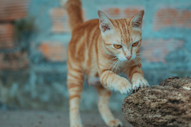 What to Do If Your Cat Scratches Your Leg and Causes Minor Bleeding